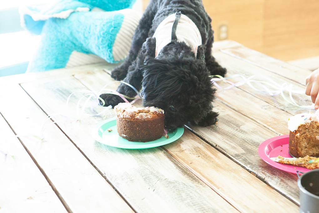 Puppy's First Birthday athymeformilkandhoney.com DIY