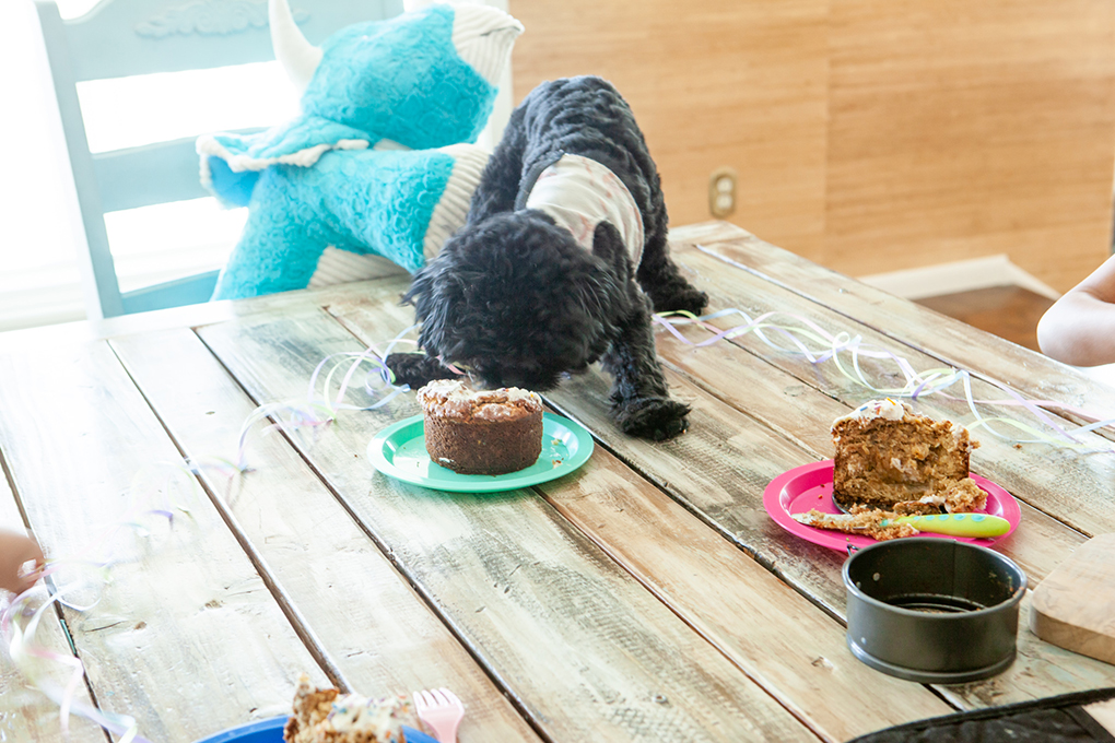 Puppy's First Birthday athymeformilkandhoney.com georgie dog cake