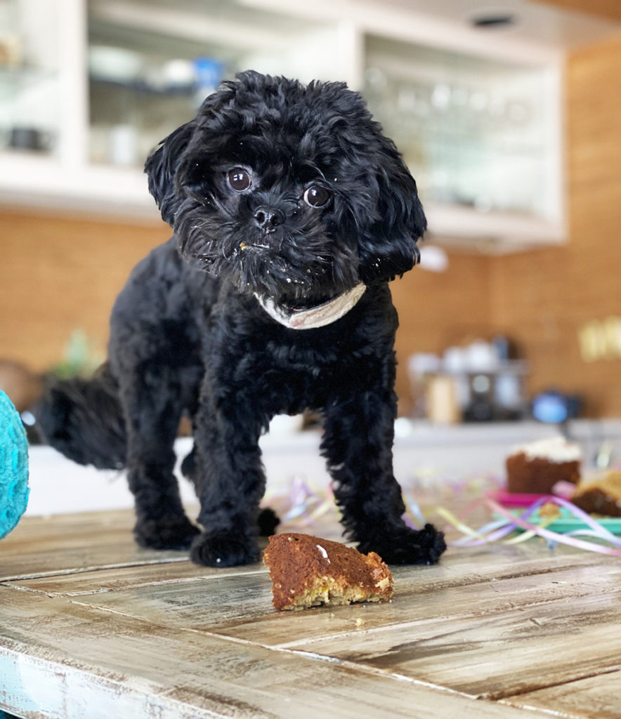 Puppy's First Birthday athymeformilkandhoney.com table Georgie #DIY